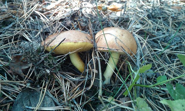 masliak obyčajný Suillus luteus (L.) Roussel