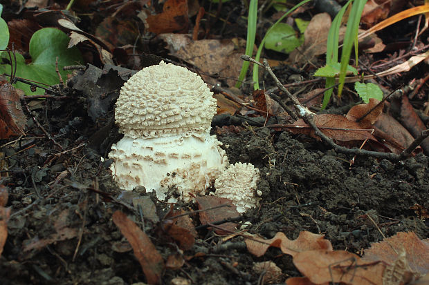 muchotrávka ostnatá Amanita echinocephala (Vittad.) Quél.