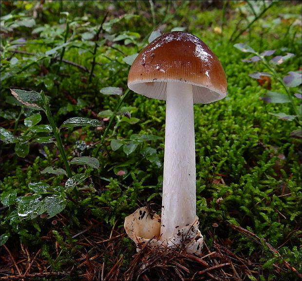 muchotrávka plavohnedá Amanita fulva Fr.