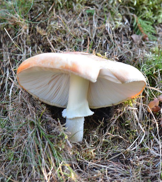 muchotrávka červená Amanita muscaria (L.) Lam.