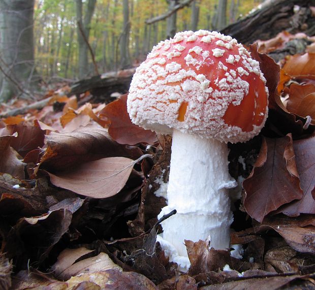 muchotrávka červená Amanita muscaria (L.) Lam.