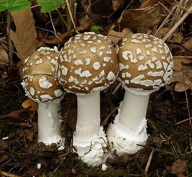 muchotrávka tigrovaná Amanita pantherina (DC.) Krombh.