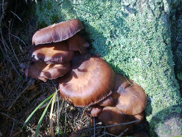 podpňovka tmavá Armillaria ostoyae (Romagn.) Herink