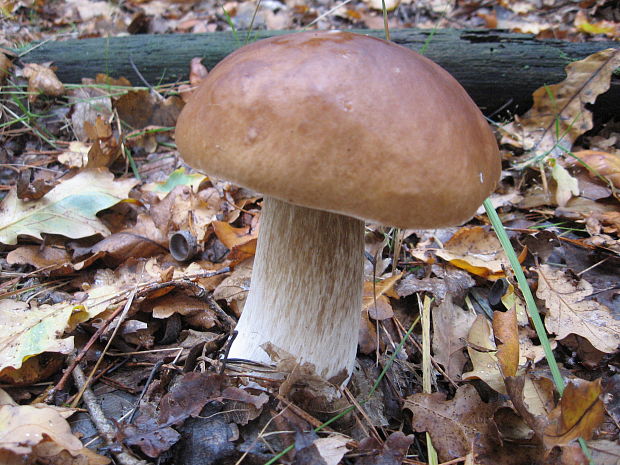 hríb smrekový Boletus edulis Bull.