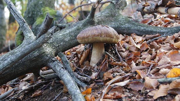 hríb smrekový Boletus edulis Bull.