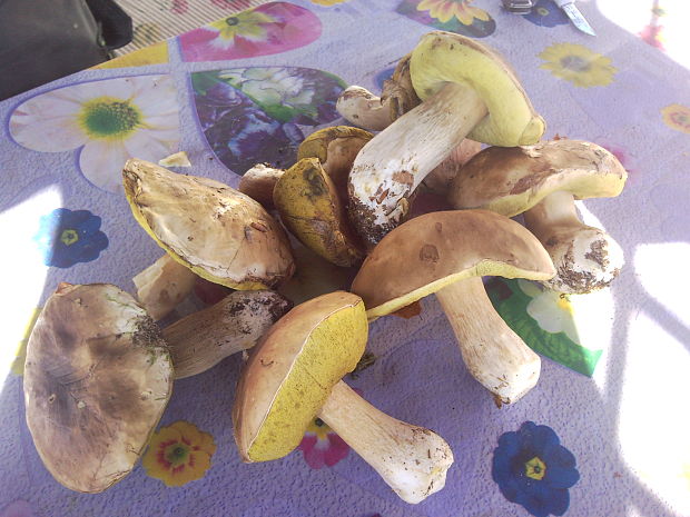 hríb dubový Boletus reticulatus Schaeff.