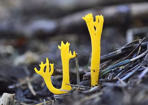 parôžkovec lepkavý Calocera viscosa (Pers.) Fr.