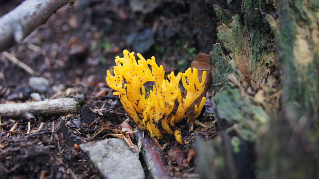 parôžkovec lepkavý Calocera viscosa (Pers.) Fr.