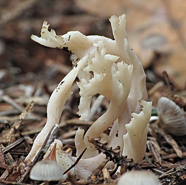 konárovka hrebenitá-kuřátečko hřebenité Clavulina coralloides (L.) J. Schröt.