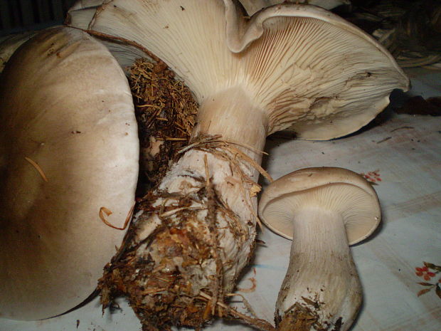 strmuľka inovaťová Clitocybe nebularis (Batsch) P. Kumm.