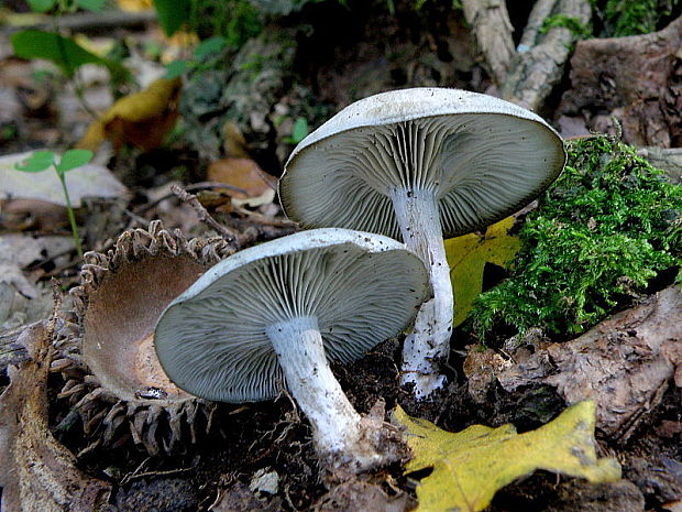 strmuľka anízová Clitocybe odora (Bull.) P. Kumm.