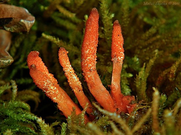 žezlovka hmyzová Cordyceps militaris (Fr.) Link