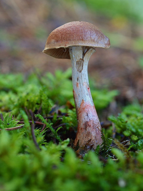 pavučinovec červenopásový Cortinarius armillatus (Fr.) Fr.