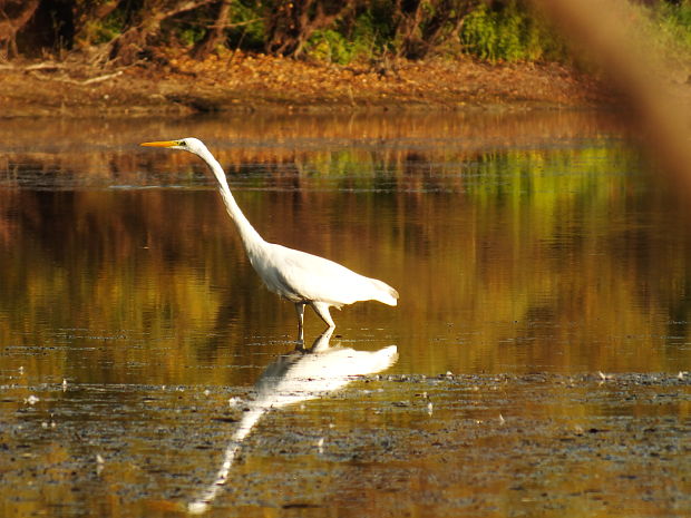 beluša velká Egretta alba