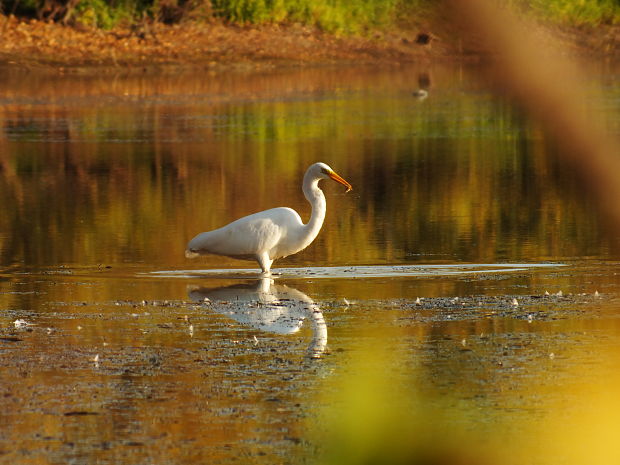 beluša velká Egretta alba