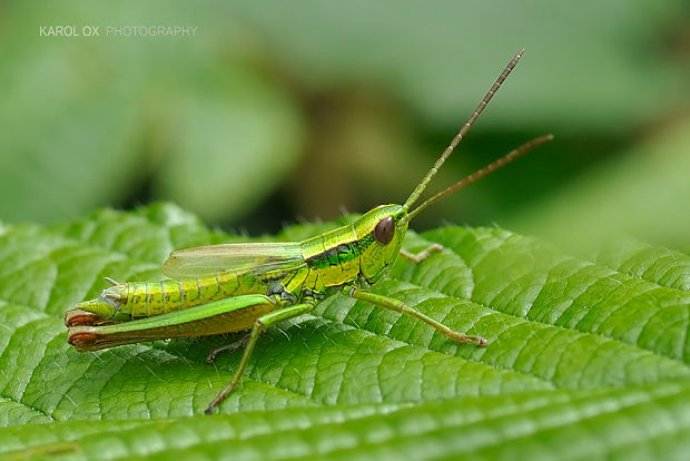 koník zlatistý Euthystira brachyptera