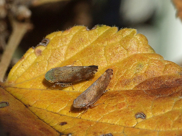 cikádky Fieberiella florii