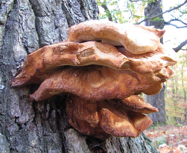 pečeňovec dubový Fistulina hepatica (Schaeff.) With.