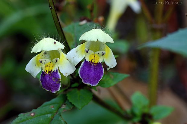 konopnica úhľadná Galeopsis speciosa Mill.