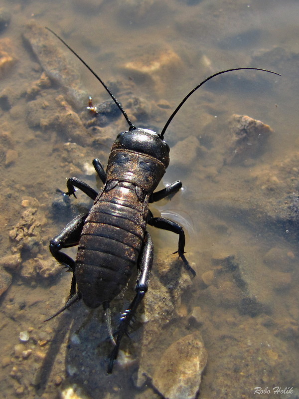 svrček poľný Gryllus campestris