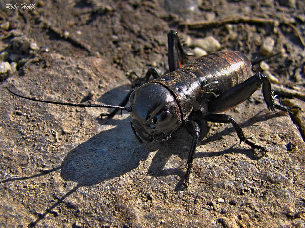 svrček poľný Gryllus campestris