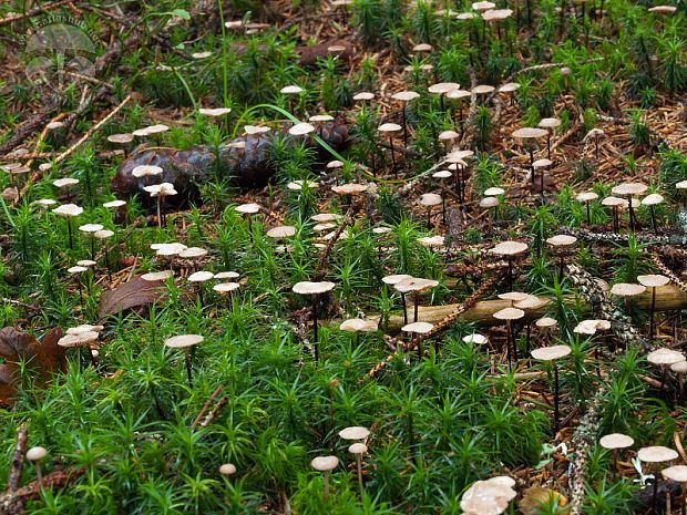 tancuľka prevŕtaná Gymnopus perforans (Hoffm.) Antonín & Noordel.