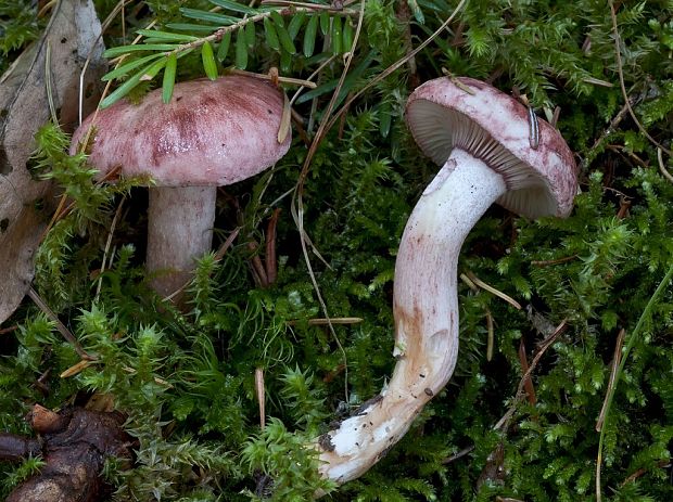 šťavnačka červenkastá Hygrophorus erubescens (Fr.) Fr.