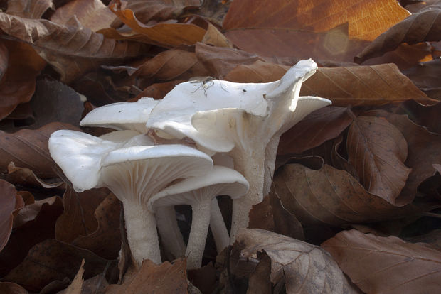 šťavnačka Hygrophorus sp.