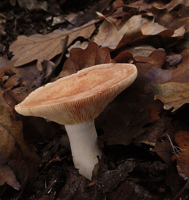 rýdzik žltomliečny Lactarius chrysorrheus Fr.