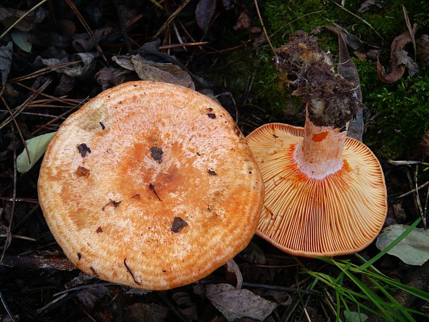 rýdzik pravý Lactarius deliciosus (L.) Gray