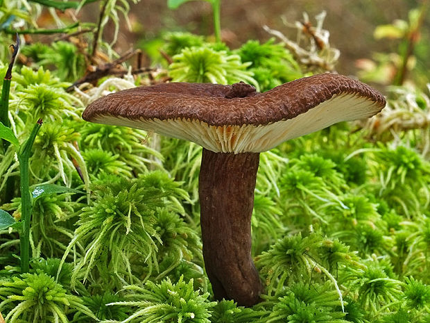 rýdzik čiernozamatový Lactarius lignyotus Fr.