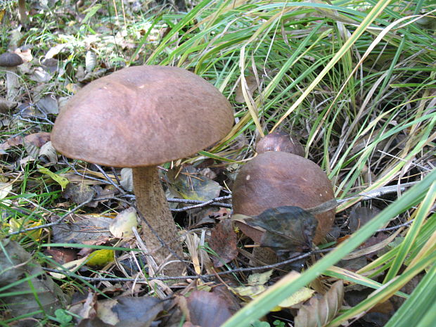 kozák čierny Leccinum melaneum (Smotl.) Pilát & Dermek