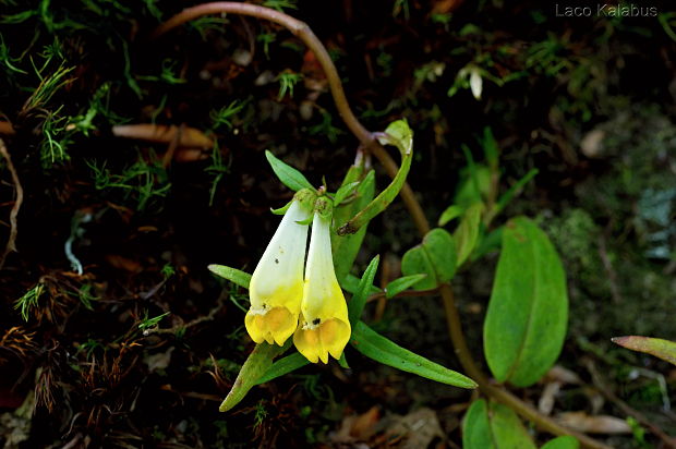 čermeľ lúčny Melampyrum pratense L.