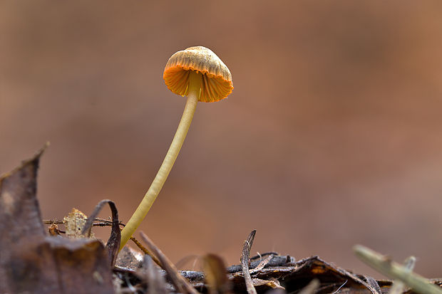 prilbička oranžovoobrúbená Mycena aurantiomarginata (Fr.) Quél.