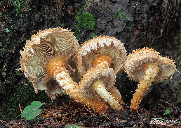 šupinovka šupinatá Pholiota squarrosa (Vahl) P. Kumm.