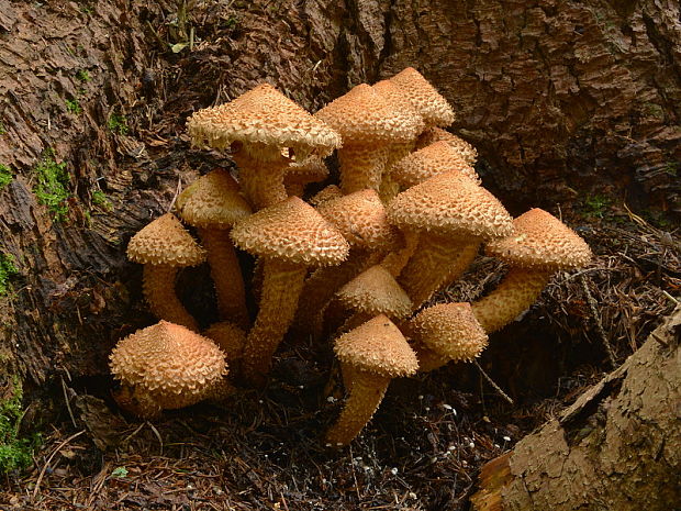 šupinovka šupinatá Pholiota squarrosa (Vahl) P. Kumm.