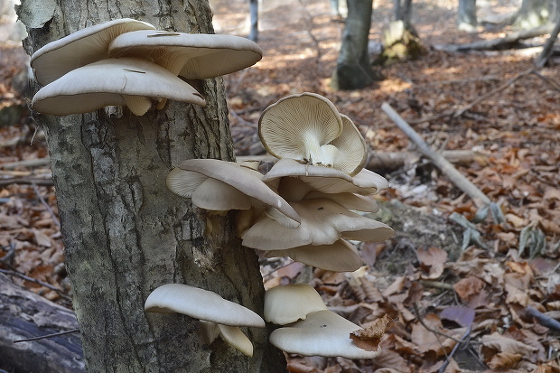 hliva Pleurotus sp.