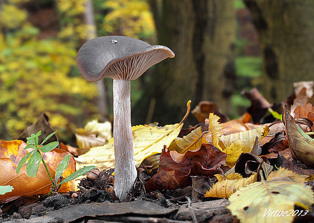 strmulica čiaškovitá Pseudoclitocybe cyathiformis (Bull.) Singer