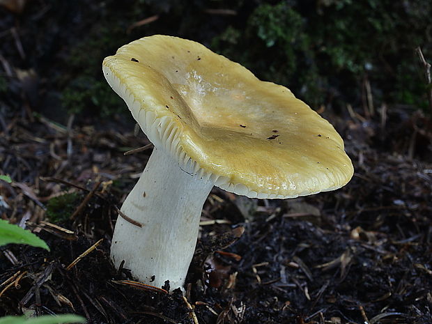 plávka hlinovožltá Russula ochroleuca Fr.