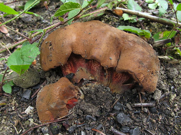 hríb zrnitohlúbikový Sutorius luridiformis (Rostk.) G. Wu & Zhu L. Yang