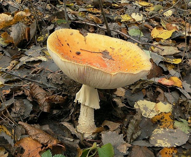 muchotrávka červená Amanita muscaria (L.) Lam.