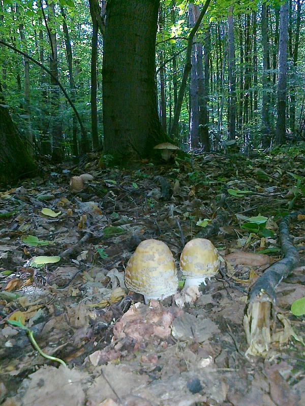 muchotrávka červenkastá Amanita rubescens Pers.