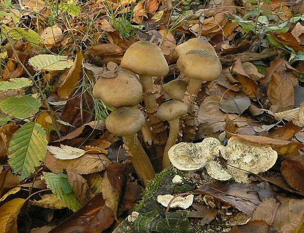 podpňovka obyčajná Armillaria mellea (Vahl) P. Kumm.