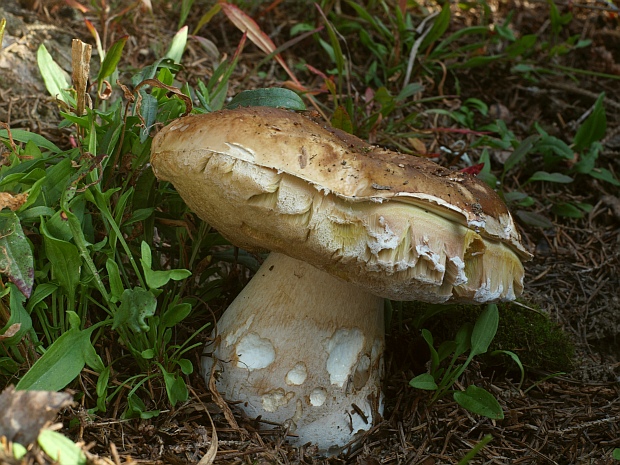 hríb smrekový Boletus edulis Bull.