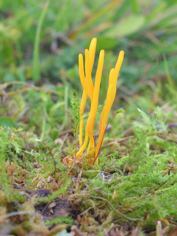 pakonárovka úhľadná Clavulinopsis laeticolor (Berk. & M.A. Curtis) R.H. Petersen