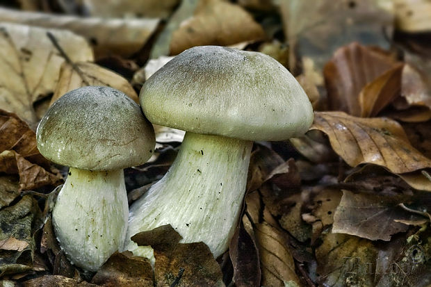 strmuľka inovaťová Clitocybe nebularis (Batsch) P. Kumm.