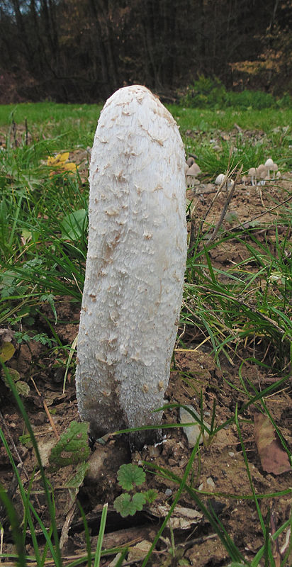 hnojník obyčajný Coprinus comatus (O.F. Müll.) Pers.