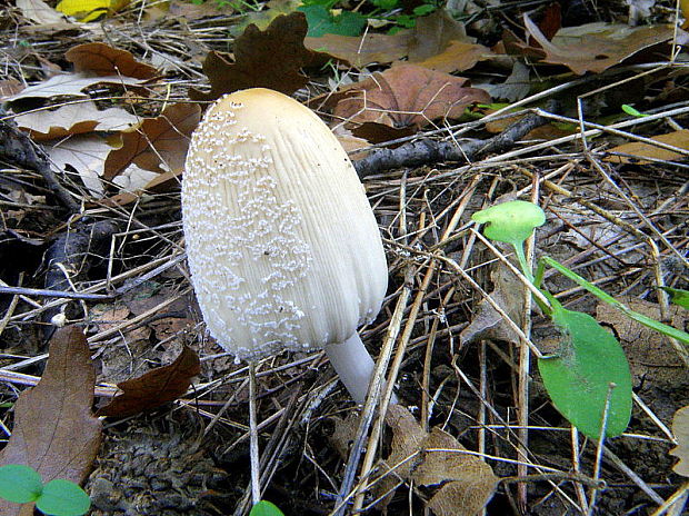 hnojník Coprinus sp.