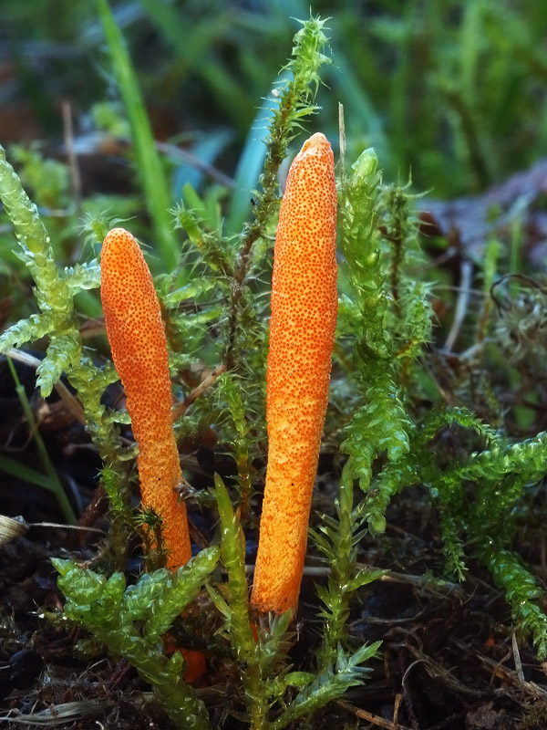 žezlovka hmyzová Cordyceps militaris (Fr.) Link