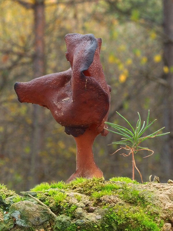 ušiak mitrovitý Gyromitra infula (Schaeff.) Quél.